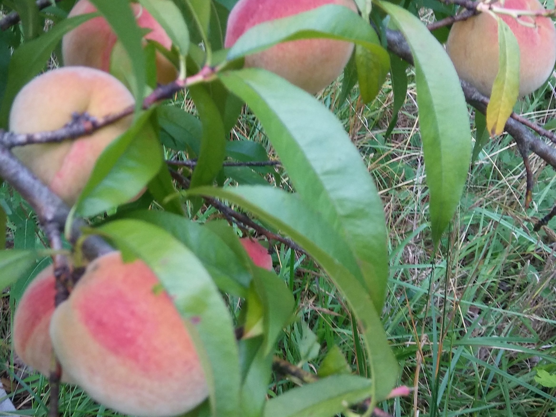 Seven nearly-ripe peaches, still on the tree.
